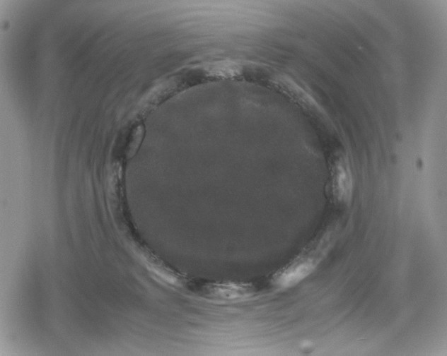 X0000078840229200611271330