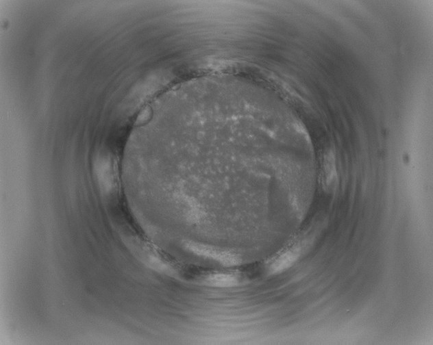 X0000078840236200611271330