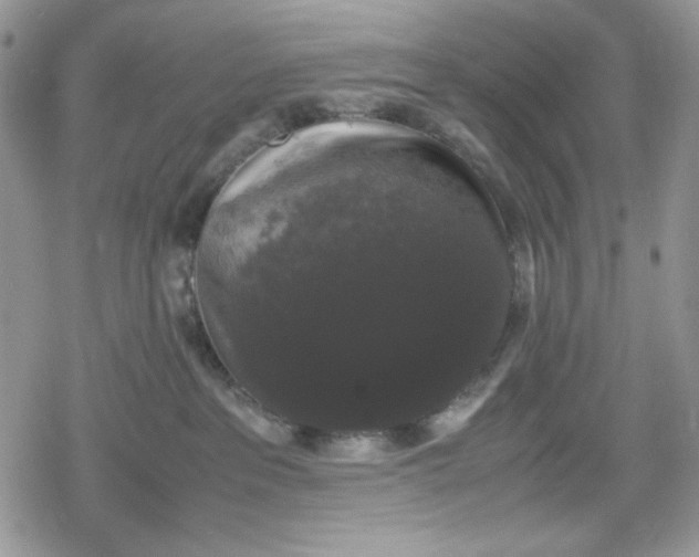 X0000078840237200611271330