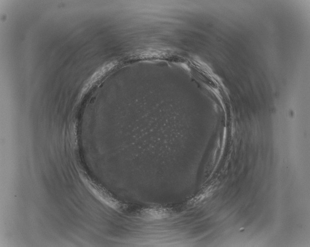 X0000078840250200611271329