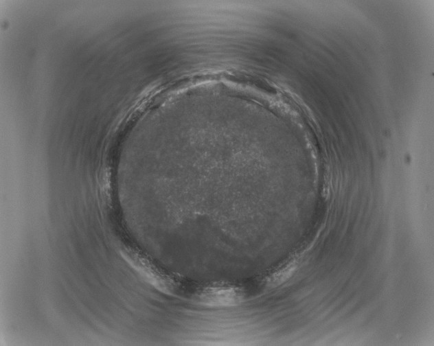 X0000078840260200611271329