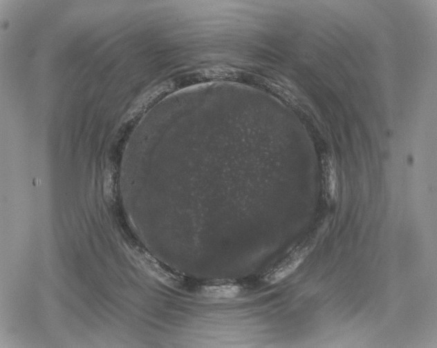 X0000078840266200611271329