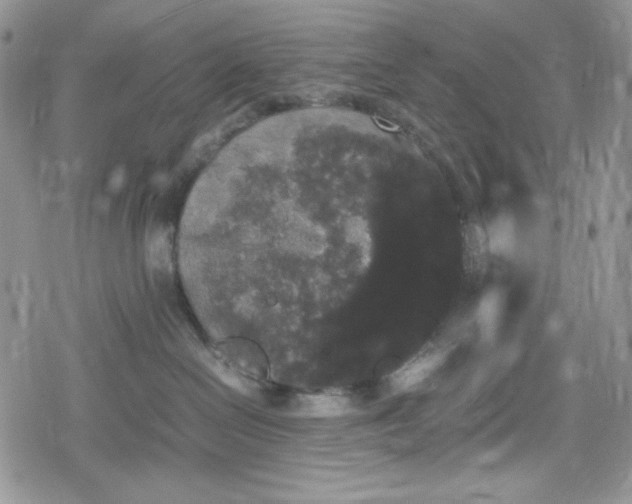 X0000078840286200611271330