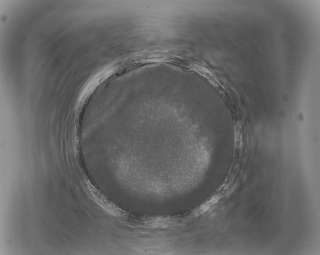 X0000078840293200611271329