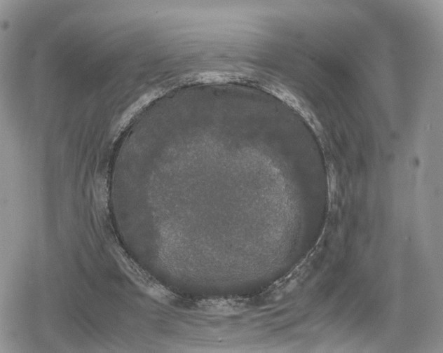 X0000078840297200611271329