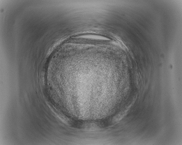 X0000078840299200611271329