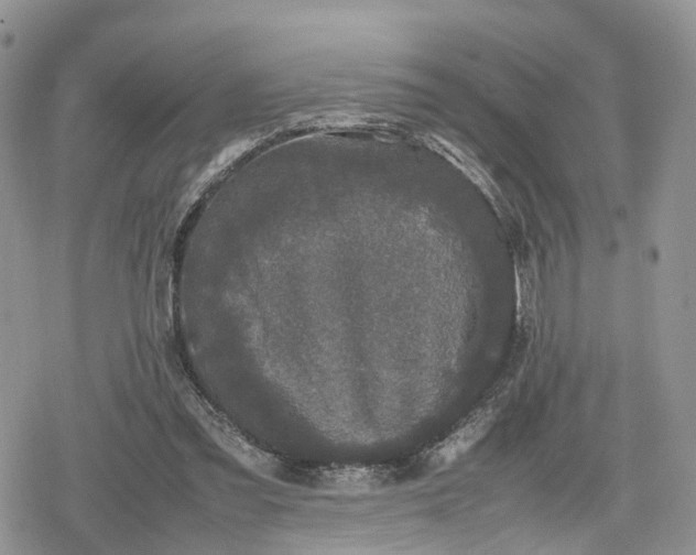 X0000078840301200611271329