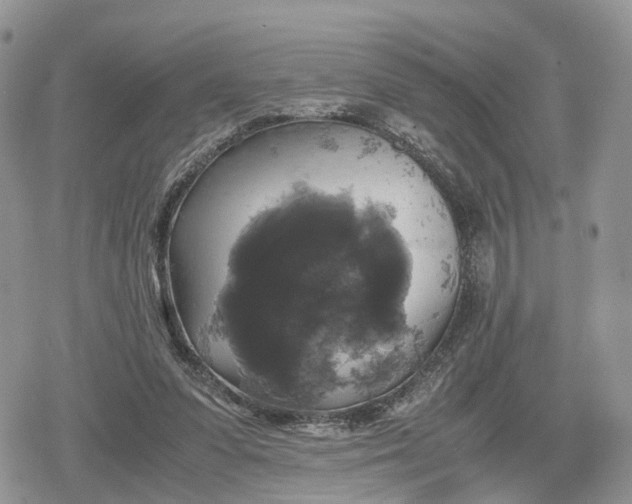 X0000078840303200611271329