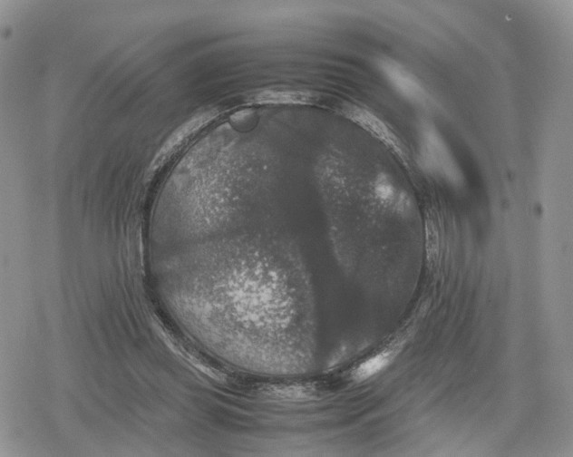 X0000078840349200611271327