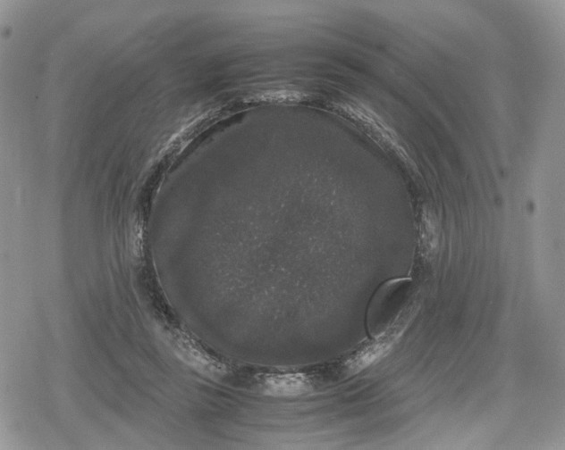 X0000078840355200611271328