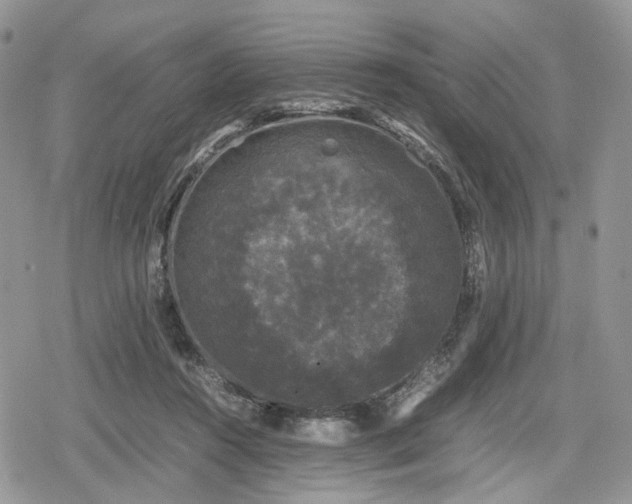 X0000078840360200611271328