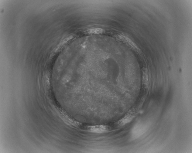 X0000078840363200611271328