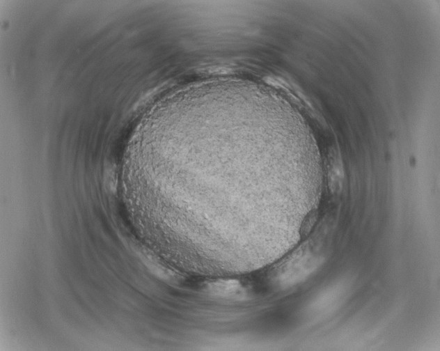 X0000078840374200611271328