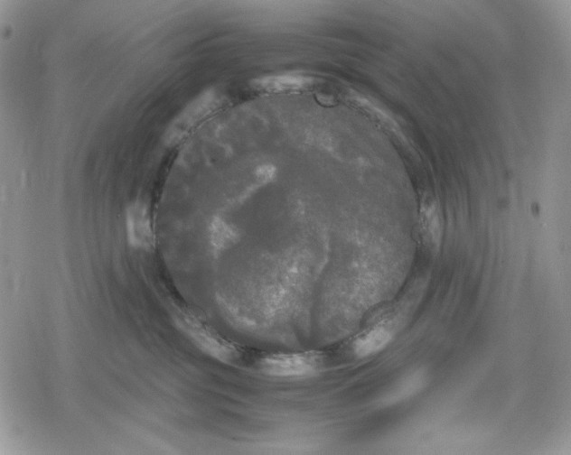 X0000078840381200611271328