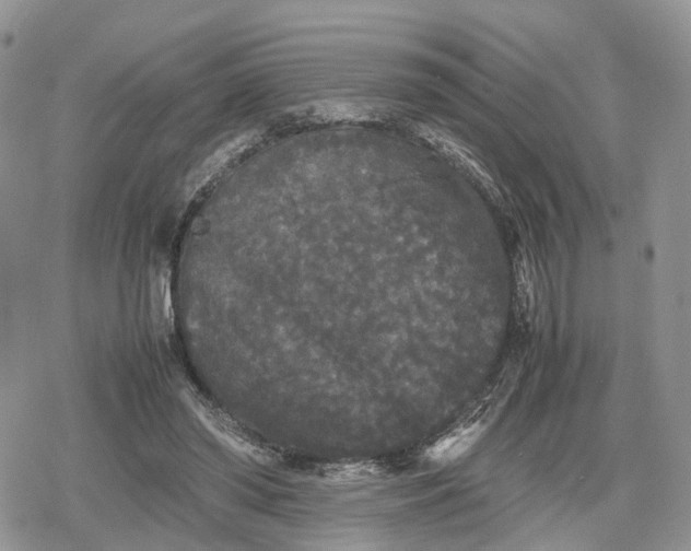 X0000078840398200611271327