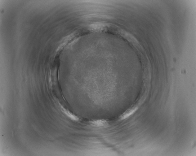 X0000078840432200611271326