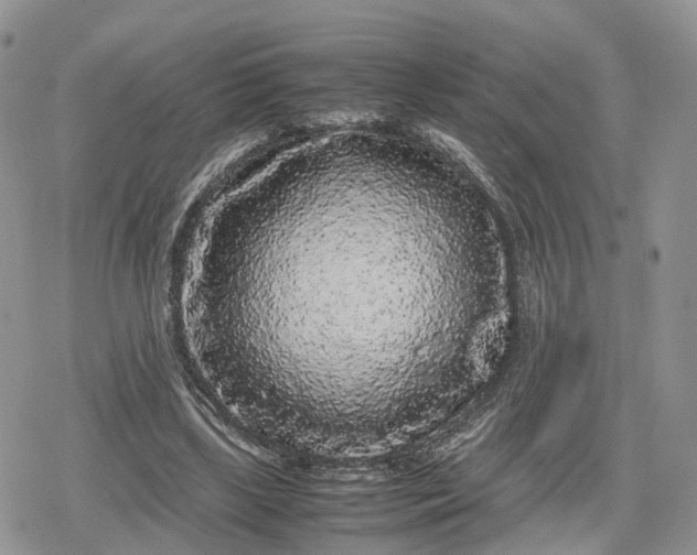 X0000078840443200611271326