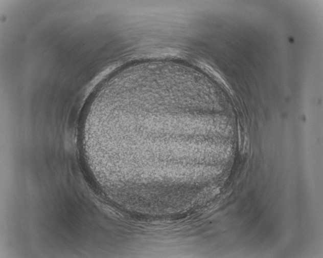 X0000078840483200611271326