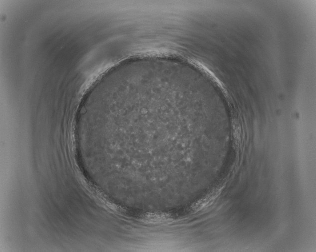 X0000078840487200611271326