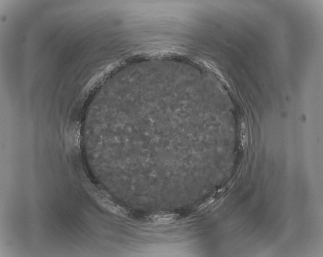 X0000078840495200611271325