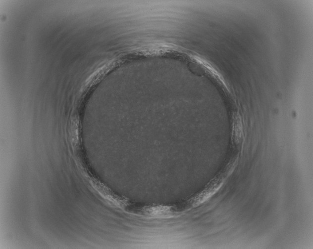 X0000078840501200611271325