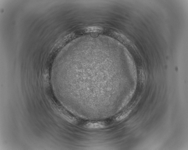 X0000078840557200611271325