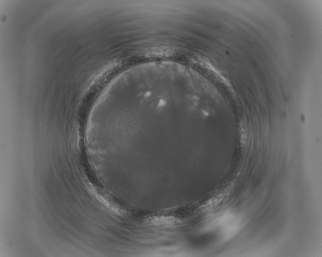 X0000078840637200611271323