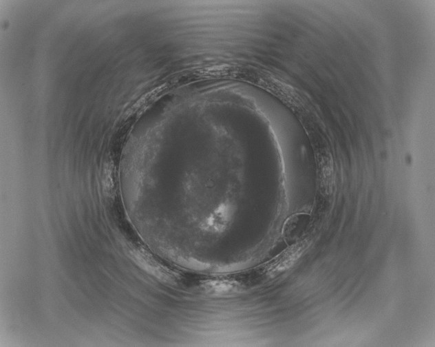 X0000078840654200611271323