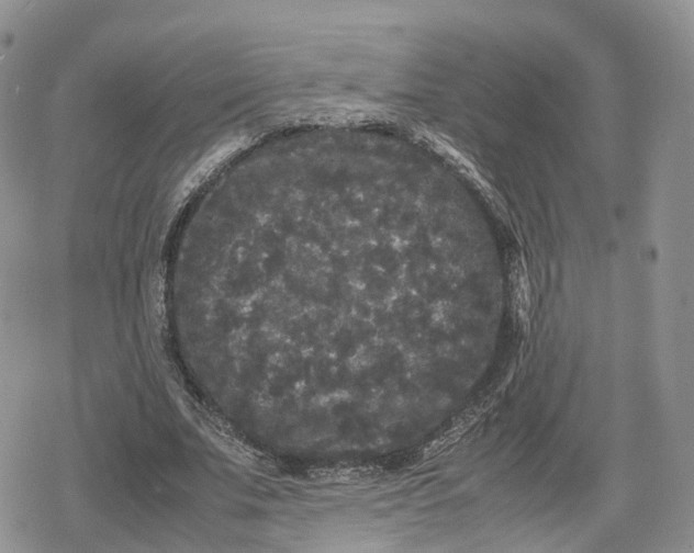 X0000078840679200611271322