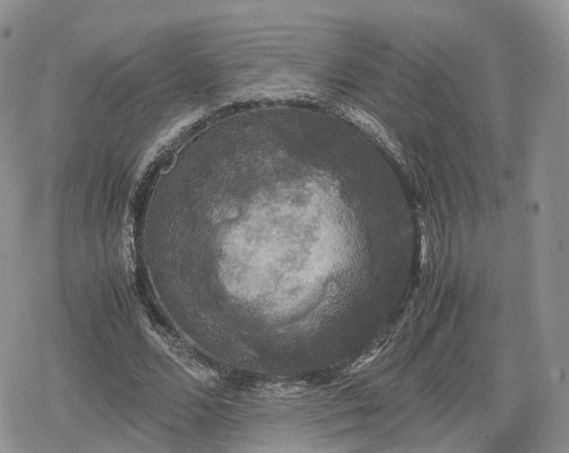 X0000078840680200611271322