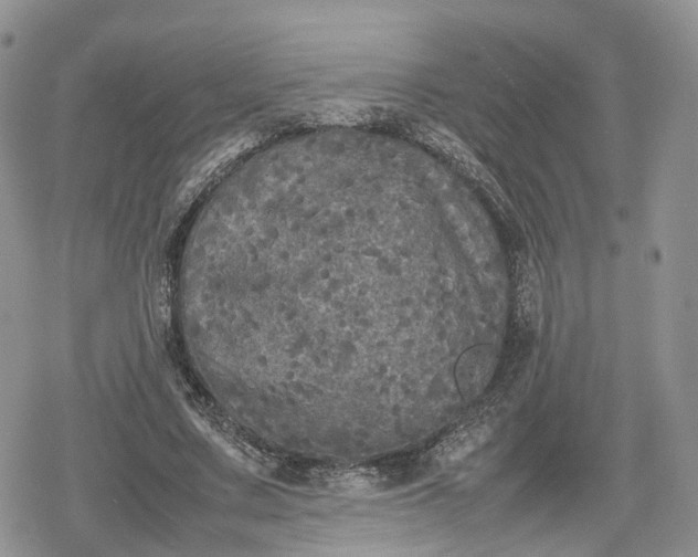 X0000078840683200611271322