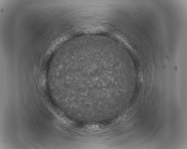 X0000078840687200611271322