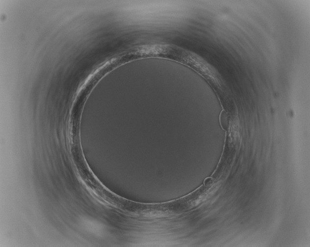 X0000078840722200611271321