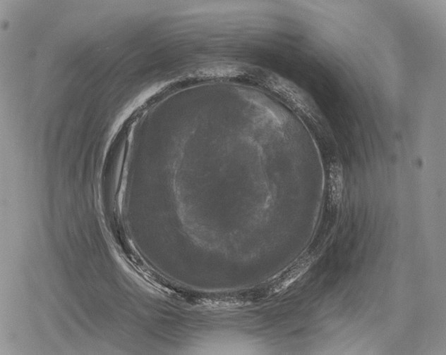 X0000078840726200611271321