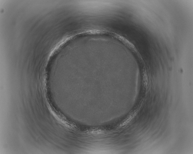 X0000078840730200611271321