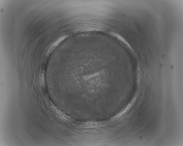 X0000078840777200611271321