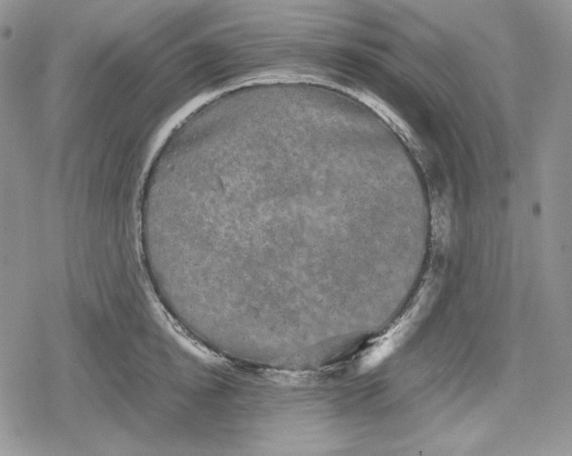 X0000078840854200611271320