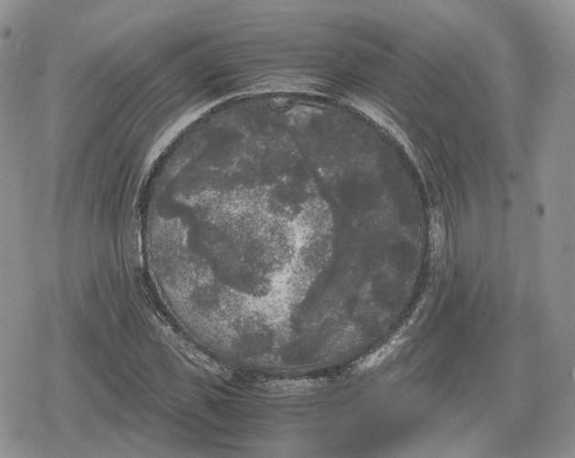 X0000078840925200611271318