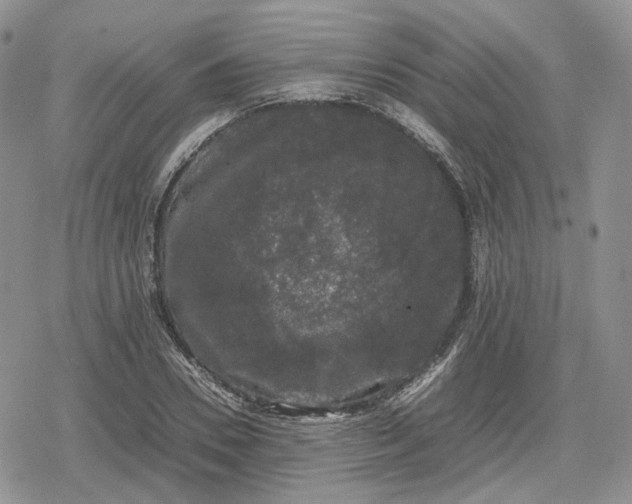 X0000078840930200611271318