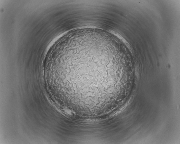 X0000078840933200611271318