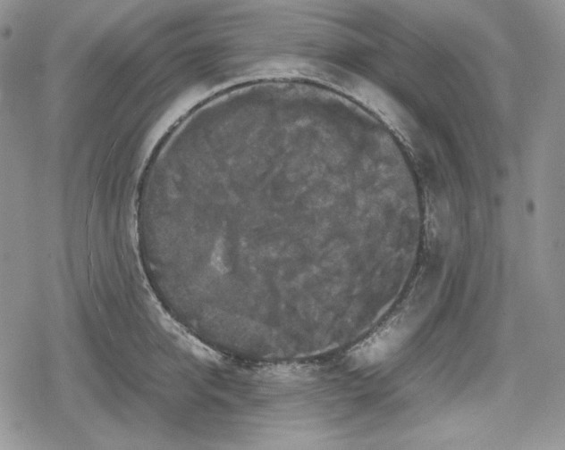 X0000078840950200611271318