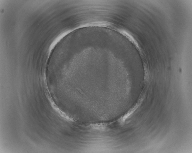 X0000078840952200611271318