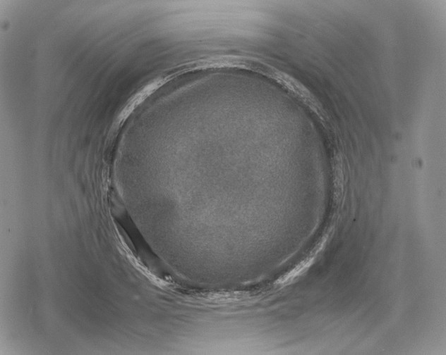 X0000078840985200611271317