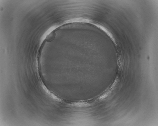 X0000078840998200611271317