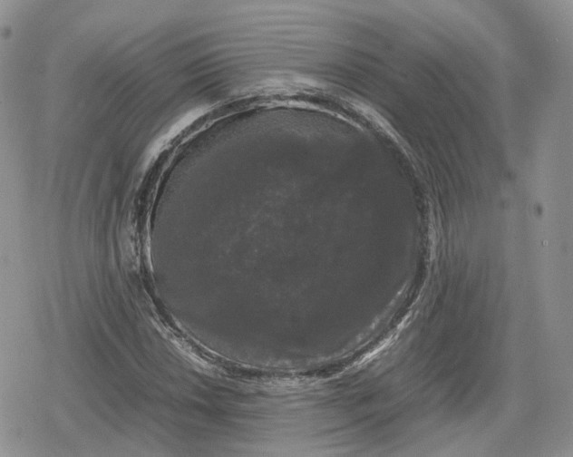 X0000078841018200611271316