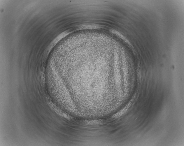 X0000078841025200611271317