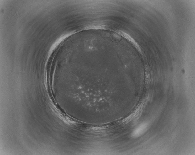 X0000078841035200611271317