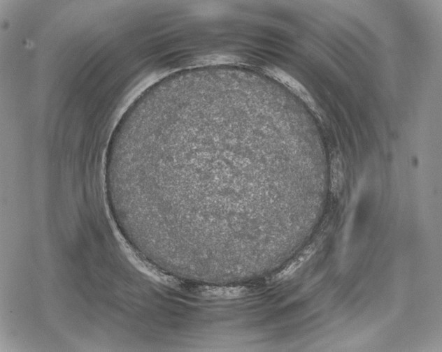 X0000078841039200611271317