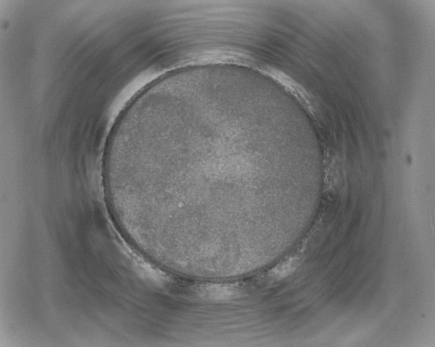 X0000078841086200611271316