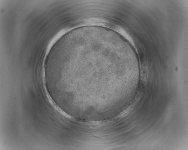 X0000078841096200611271316